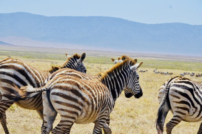 Tanzania Yoga Teacher Training